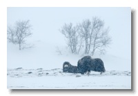 Musk Ox_ANL_6488